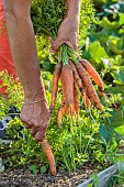 Harvest of Touchon carrots, a variety recognizable by its fine, tapered tip.
