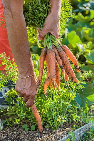 Harvest_of_Touchon_carrots_a_variety_recognizable_by_its_fine_tapered_tip