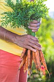 Harvest of Touchon carrots, a variety recognizable by its fine, tapered tip.