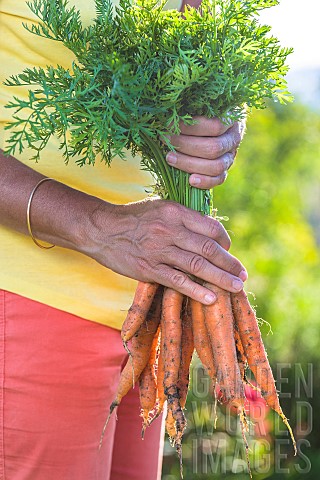 Harvest_of_Touchon_carrots_a_variety_recognizable_by_its_fine_tapered_tip