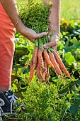 Harvest of Touchon carrots, a variety recognizable by its fine, tapered tip.