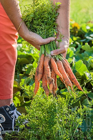 Harvest_of_Touchon_carrots_a_variety_recognizable_by_its_fine_tapered_tip