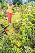 .Harvest of Touchon carrots, a variety recognizable by its fine, tapered tip, and Rouge de Simiane onions in the garden and held in bunches.