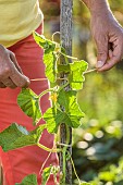 Cucumber stalk trellised along a stake to save space.