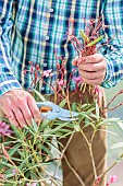 Cleaning the faded flowers of an oleander in summer.