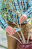 Rejuvenation of a potted oleander in early summer.