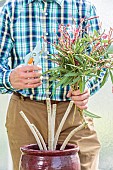 Rejuvenation of a potted oleander in early summer.