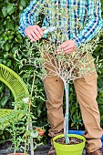 Pruning of a potted olive tree at the end of winter: the branch is shortened to keep it compact.