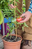 Harvest of a tomato grown in a pot on a terrace.