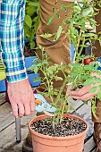 Pruning of a tomato plant grown in a pot on a terrace.