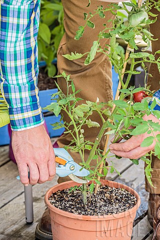 Pruning_of_a_tomato_plant_grown_in_a_pot_on_a_terrace