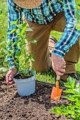 Man planting Jerusalem artichokes in spring.