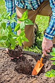 Man planting Jerusalem artichokes in spring.