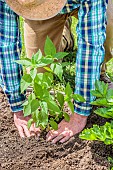 Man planting Jerusalem artichokes in spring. Compaction at the foot.