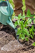 Man planting Jerusalem artichokes in spring. Waterring