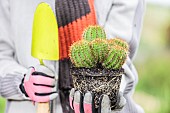 Woman holding a cactus (Echinocereus spachianus, Echinopsis spachiana) for planting, in spring.