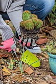 Planting a cactus (Echinocereus spachianus, Echinopsis spachiana) in spring.