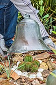 Protection of a cactus (Echinocereus spachianus, Echinopsis spachiana). Woman protecting a cactus with a bell at the approach of winter.