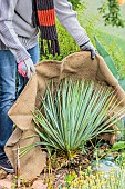 Woman protecting a Yucca rostrata in autumn