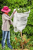 Woman protecting a Japanese medlar (Eriobotrya japonica) in autumn.