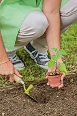 Young plant of Peruvian groundcherry (Physalis peruviana) planted in the vegetable garden in spring.