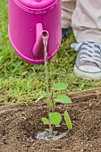 Young plant of Peruvian groundcherry (Physalis peruviana) waterred after plantation in the vegetable garden in spring.