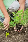 Woman planting Artichoke betony (Stachys affinis). The Artichoke betony are planted in rhizome form or in bucket plants, already started.