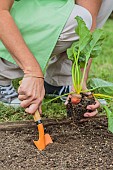 Beet Burpees Golden prepared in buckets and transplanted in the garden.