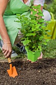 Woman planting a plant of lemon balm in the vegetable garden in springtime