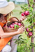 Woman picking apples from a columnar apple tree Cheverny.