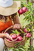 Woman picking apples from a columnar apple tree Cheverny.