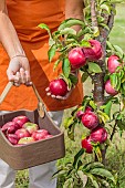 Woman picking apples from a columnar apple tree Cheverny.