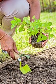 Installation of a plant in a Skirret (Sium sisarum) bucket.