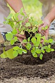 Installation of a plant in a Skirret (Sium sisarum) bucket.