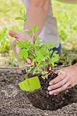 Installation of a plant in a Skirret (Sium sisarum) bucket.