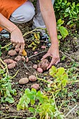 Harvest of potatoes Sarpo Axona in summer.