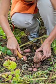 Harvest of potatoes Sarpo Axona in summer.