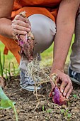 Onion Rouge de Simiane harvested in summer when ripe.