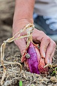 Onion Rouge de Simiane harvested in summer when ripe.