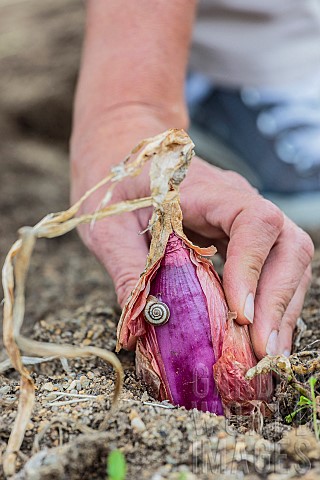 Onion_Rouge_de_Simiane_harvested_in_summer_when_ripe