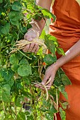 Harvest of climbing beans at maturity, once the pod is dry.