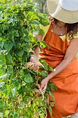 Harvest of climbing beans at maturity, once the pod is dry.