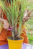 The true lemongrass (Cymbopogon citratus) is a grass to be cultivated in pot because it is frozen.