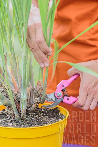 The_true_lemongrass_Cymbopogon_citratus_is_a_grass_to_be_cultivated_in_pot_because_it_is_frozen_It_i