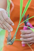 The true lemongrass (Cymbopogon citratus) is a grass to be cultivated in pot because it is frozen. It is taken from the shoots and put to root in a pot.