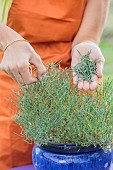 The glasswort, or sea bean, can be grown in pots, provided that the soil is kept moist... and to salt it!