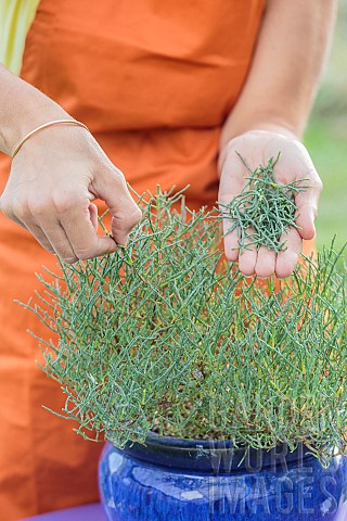 The_glasswort_or_sea_bean_can_be_grown_in_pots_provided_that_the_soil_is_kept_moist_and_to_salt_it