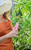 Pruning a lemon tree in a pot