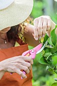 Purple colored lemon shoot (anthocyanin colored shoot), to be shortened