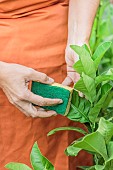 Sponge cleaning the leaves of citrus fruits removes lime scale and pests such as aphids and scale insects.